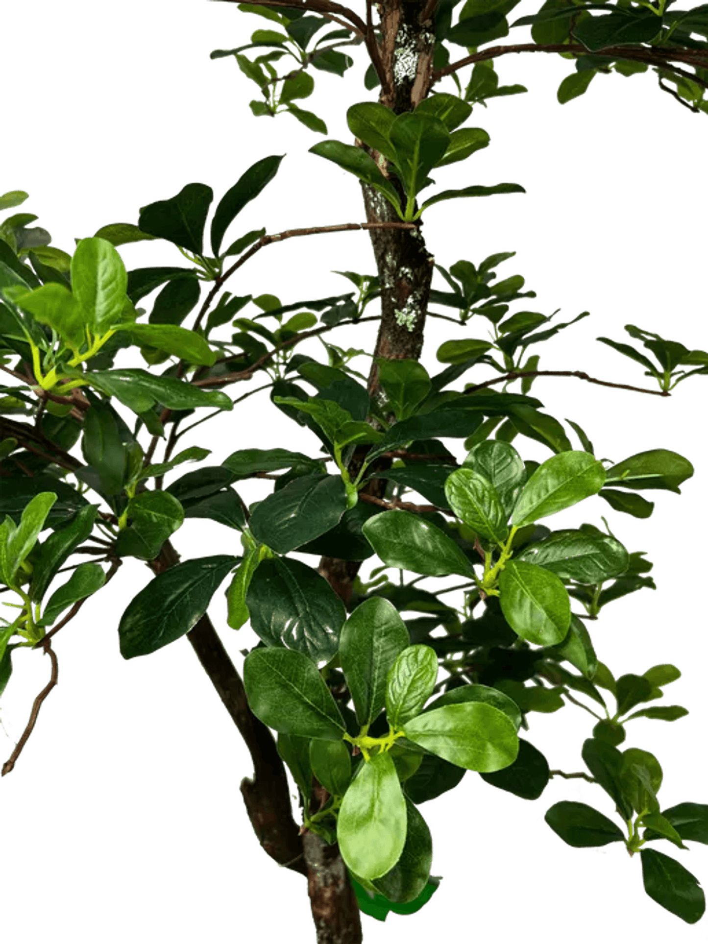 Lifelike 5' Artificial Black Olive Tree For Elegant Decor