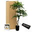 Handcrafted 5' Black Olive Leaf Artificial Tree With Real Wood Trunks