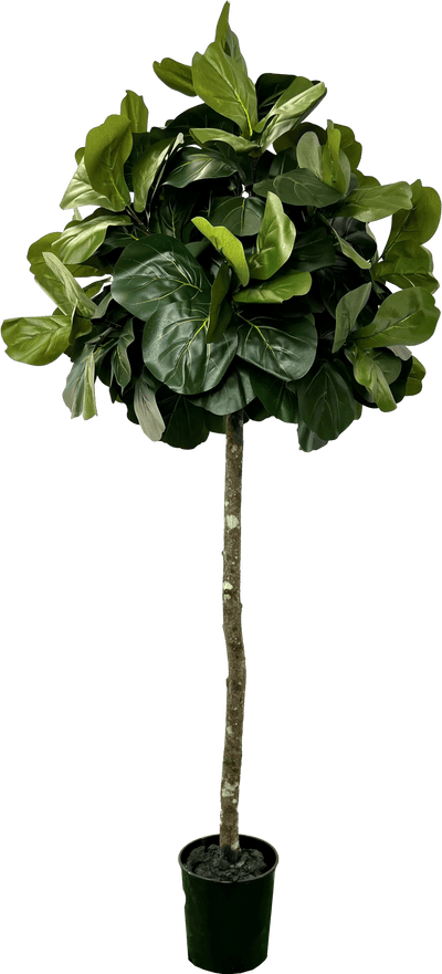 6.5' Lifelike Artificial Topiary Fig Tree In Growers Pot
