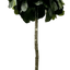 6.5' Lifelike Artificial Topiary Fig Tree In Growers Pot