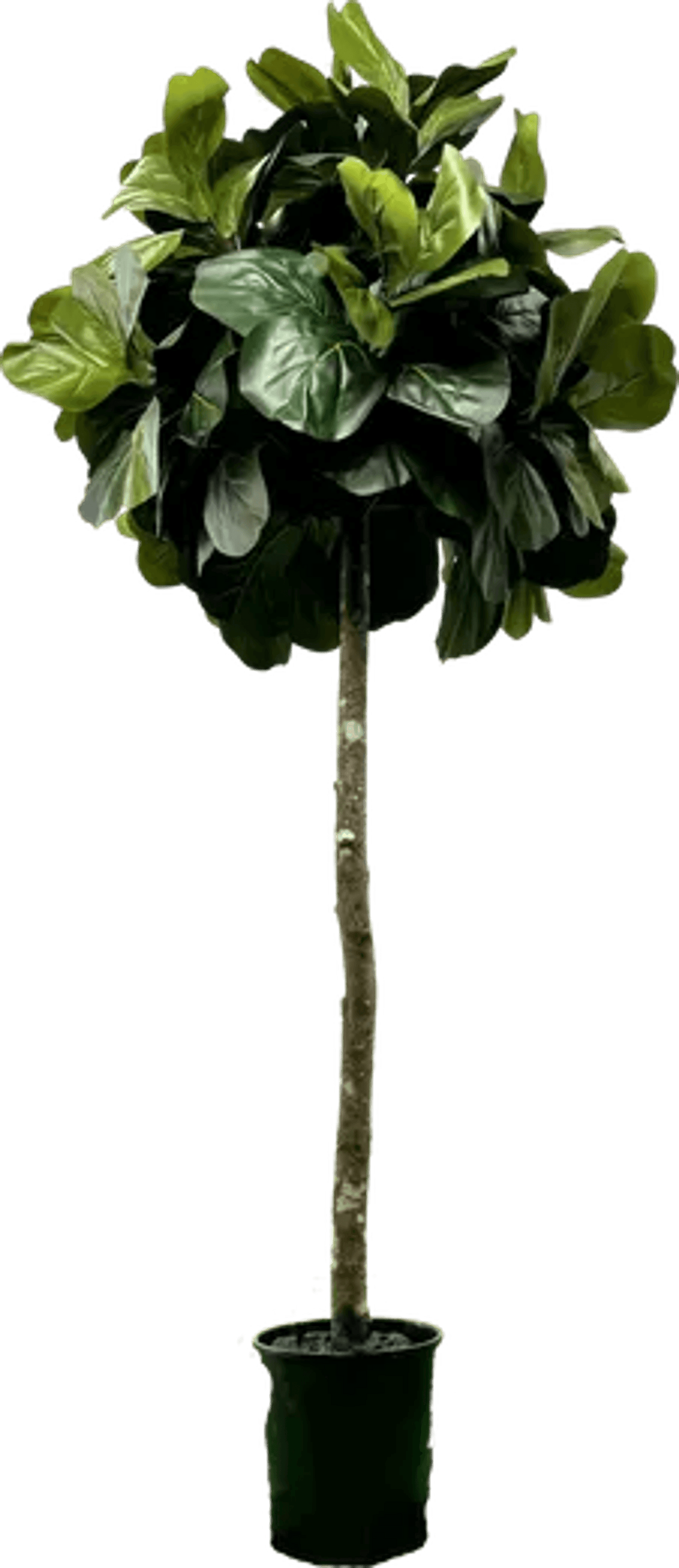 6.5' Lifelike Artificial Topiary Fig Tree In Growers Pot
