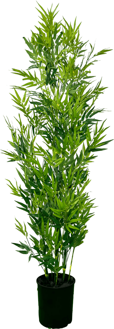 Cypress & Alabaster 6' Lifelike Artificial Bamboo Plant