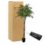 6.5' Lifelike Olive Canopy Tree In Home Basics Pot
