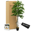 Handcrafted 6' Italian Black Olive Leaf Artificial Tree