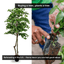 Handcrafted 6' Italian Black Olive Leaf Artificial Tree