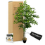 Handcrafted 5' Italian Black Olive Leaf Artificial Tree