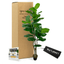 Handmade 6' Lifelike Large Leaf Fig Tree By Cypress & Alabaster