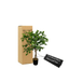 Elegant 3' Artificial Black Olive Tree In Modern Black Pot