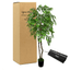 6' Lifelike Wisteria Tree In Home Basics Pot