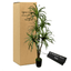 6' Lifelike Yucca Tree In Home Basics Pot