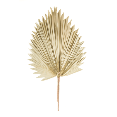 Elegant Set Of 6 Fan Palm Leaves - 42"H Natural Decor