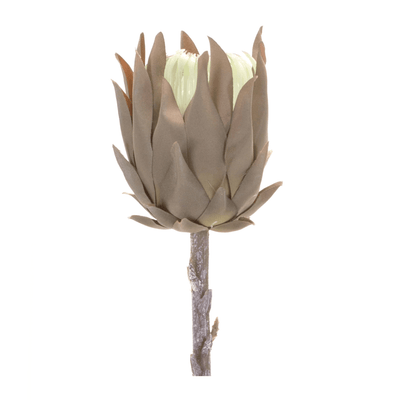 Elegant Protea Stem Set - 20" (Set Of 6)