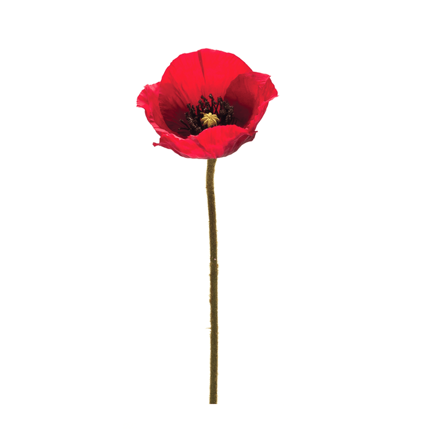 Elegant Poppy Spray Set Of 6 - 26.5"H Polyester Decor