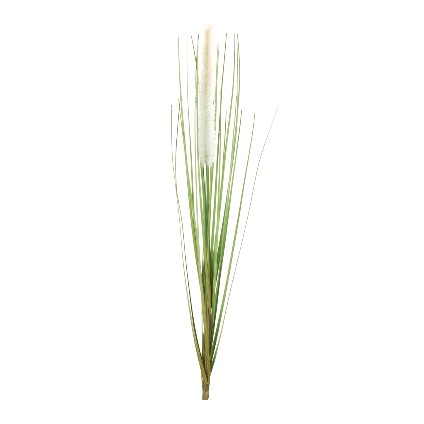 Elegant Foxtail Bush Set - 12 Timeless Stems