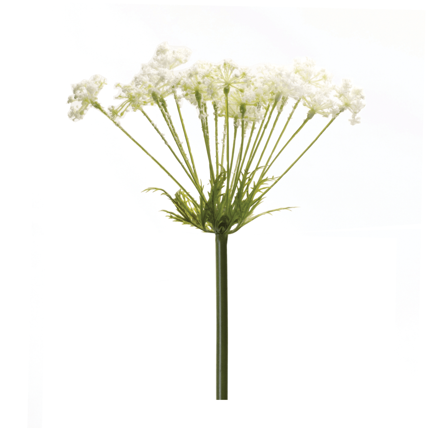 Queen Anne's Lace Decor Stem Set