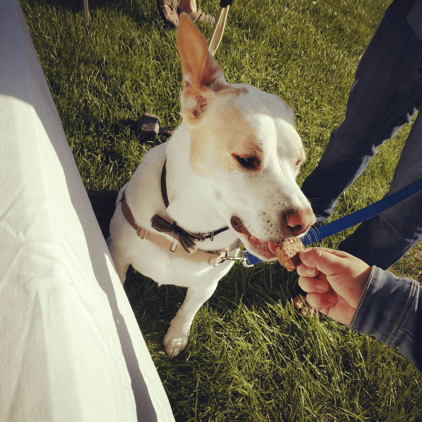 Wheat Free Peanut Butter & Banana Granola Bars for Pets