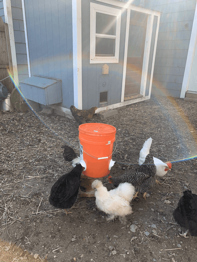 Poultry Pro Feeder - Easy Install, Durable & Weather Resistant