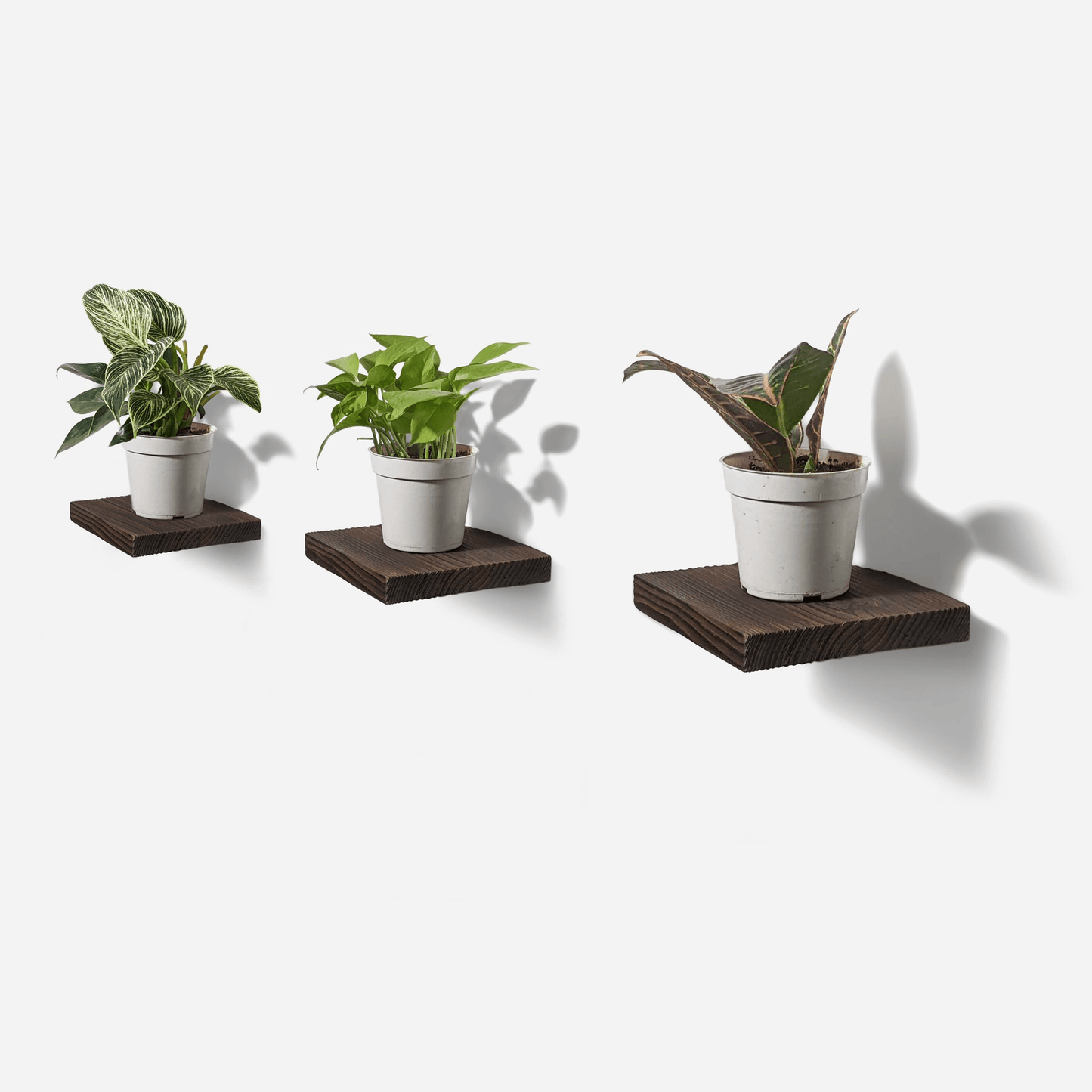 Chopped Plant Shelf - Custom Handcrafted Wooden Display