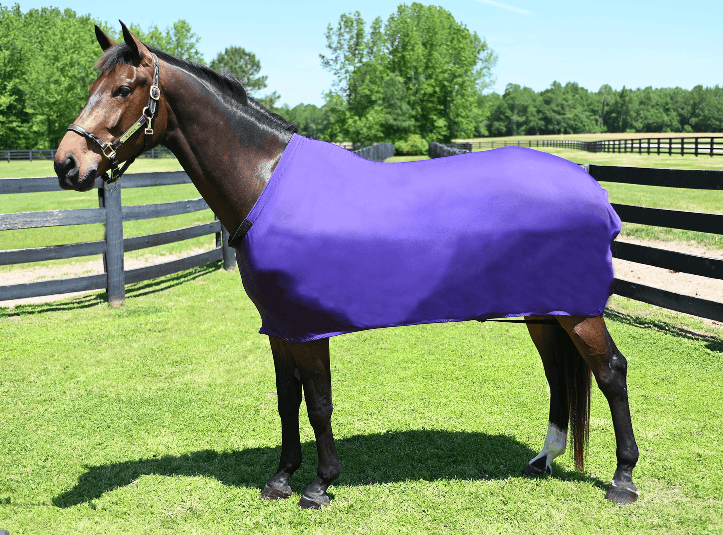 Gatsby Lycra Full Sheet for Horses