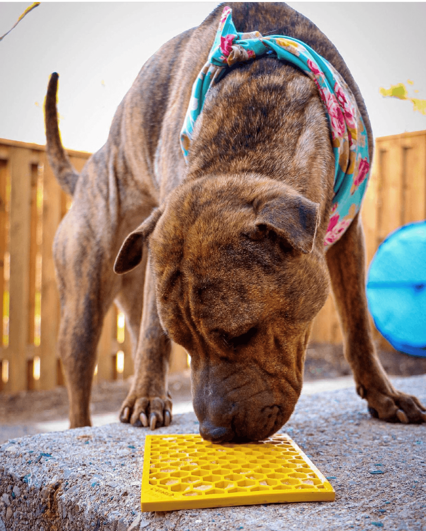 Honeycomb Enrichment Lick Mat for Dogs and Cats