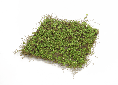 Set Of 12 Premium 12" Square Moss Mats