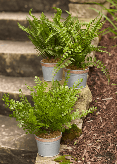 Elegant Potted Ferns - Set Of 3 (14.5"H)