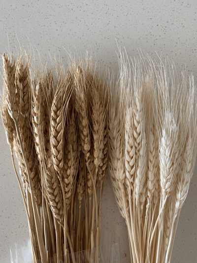 Premium Dried Wheat Grass Bundles For Elegant Arrangements