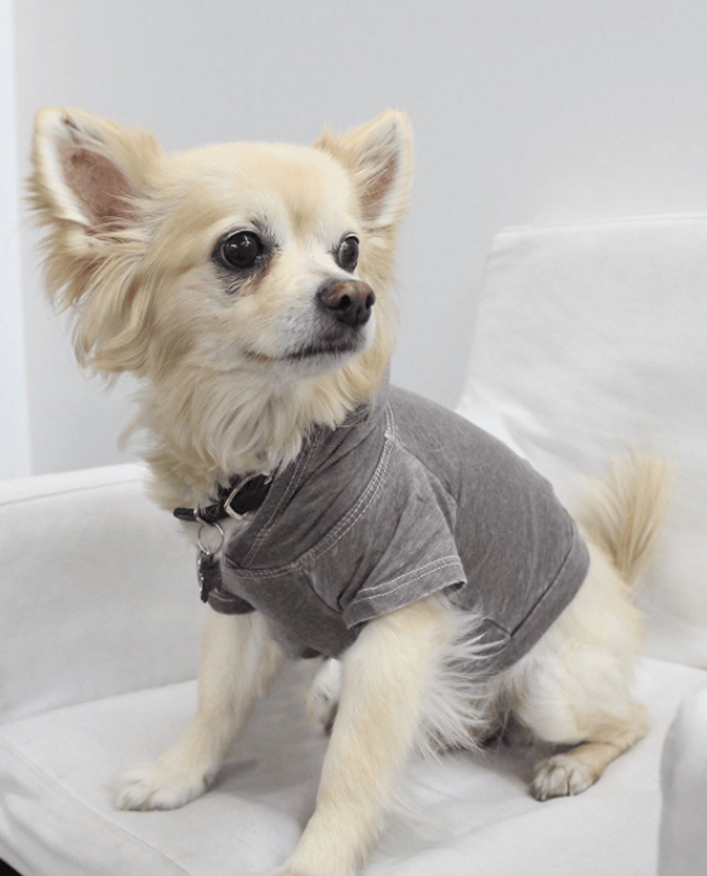 Premium Burnout Wash Doggy and Kitty Hoodie for Comfort and Style