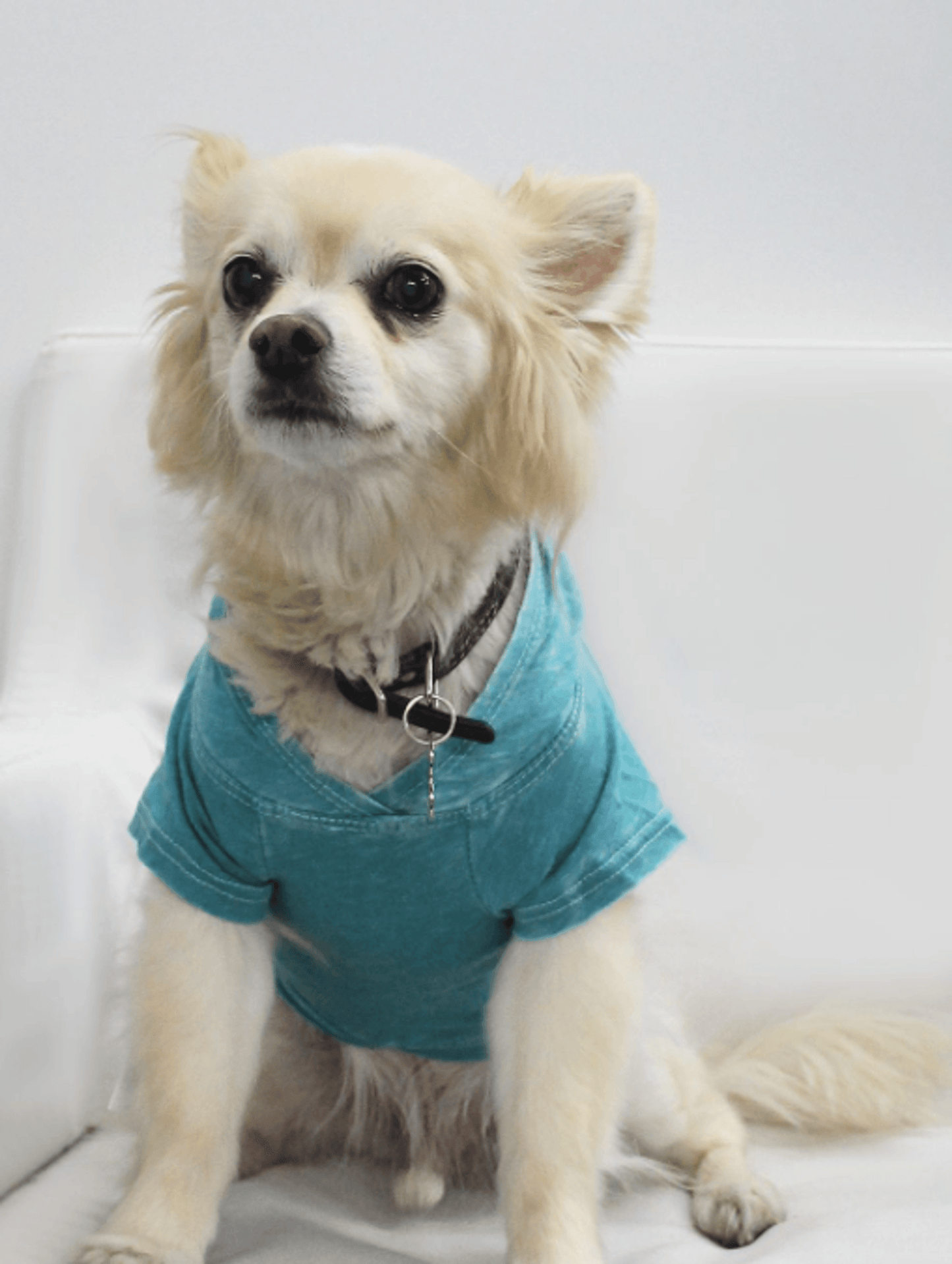 Premium Burnout Wash Doggy and Kitty Hoodie for Comfort and Style