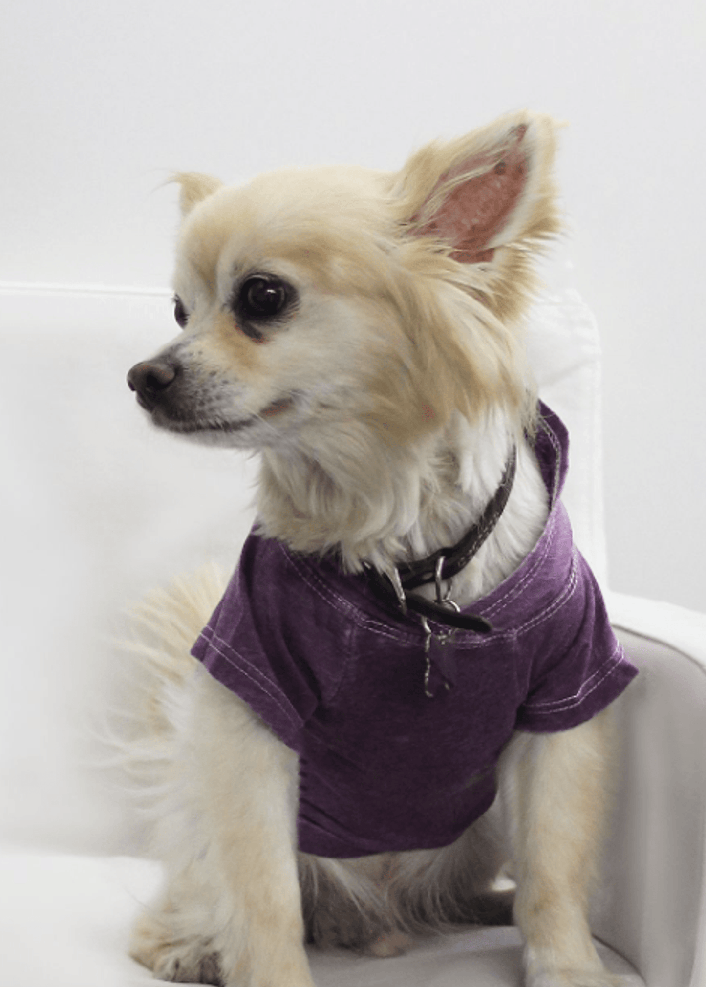 Premium Burnout Wash Doggy and Kitty Hoodie for Comfort and Style