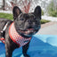 Mina Drive-In Diner Reversible Dog Harness