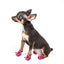 Winter-Ready Waterproof Dog Shoes: Optimal Paw Protection