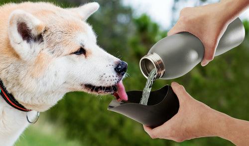 Mobile Dog Gear 25 Oz Stainless Steel Water Bottle with Integrated Bowl for Dogs