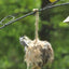 Alpaca Fleece Bird Nesting Ball - Handcrafted for Wild Birds by American Alpaca Farm - Dog Hugs Cat