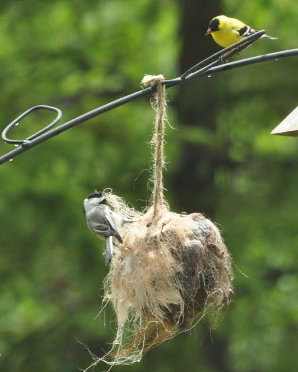 Alpaca Fleece Bird Nesting Ball - Handcrafted for Wild Birds by American Alpaca Farm - Dog Hugs Cat