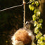 Alpaca Fleece Bird Nesting Ball - Handcrafted for Wild Birds by American Alpaca Farm - Dog Hugs Cat