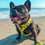 Beach Bum Bundle: Adjustable Harness, Leash, and Poop Bag - Dog Hugs Cat