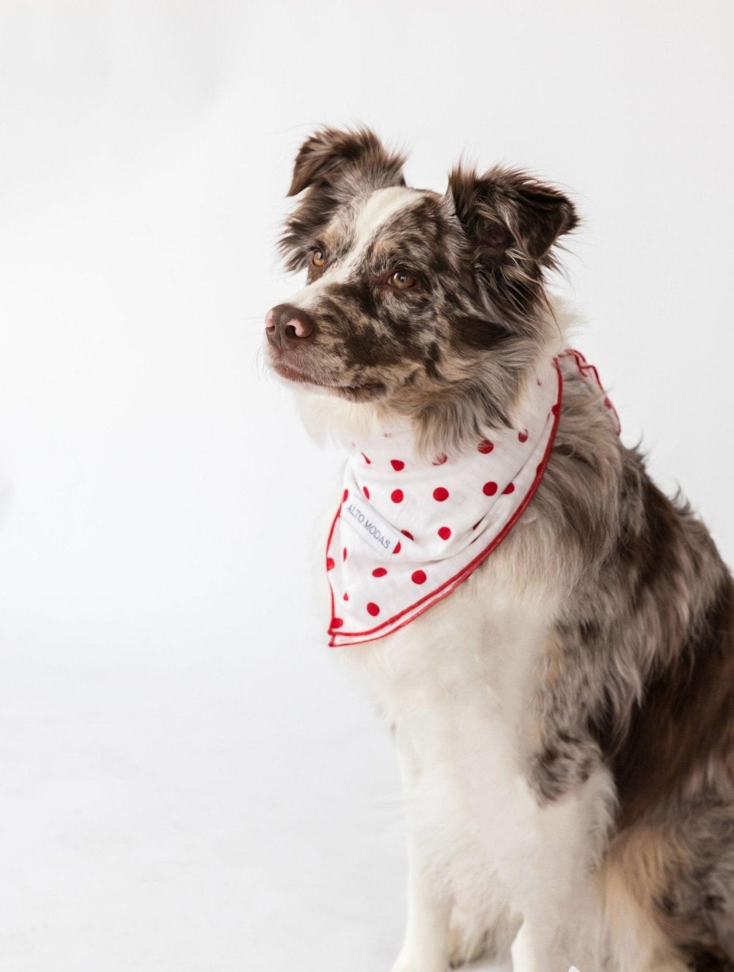 Classic Red & White Dots Seersucker Dog Bandana - Dog Hugs Cat