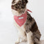 Classic Red & White Dots Seersucker Dog Bandana - Dog Hugs Cat