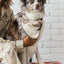 Classic Red & White Dots Seersucker Dog Bandana - Dog Hugs Cat