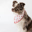 Classic Red & White Dots Seersucker Dog Bandana - Dog Hugs Cat