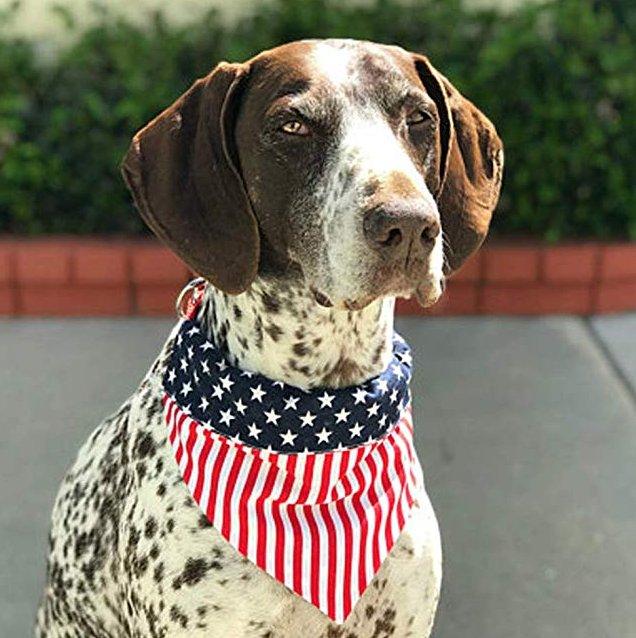 Classical Reversible Cotton Bandana for Pets - Dog Hugs Cat