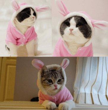 Cozy Bunny Cat Hoodie - Warm And Adorable Pet Cat Clothes - Dog Hugs Cat