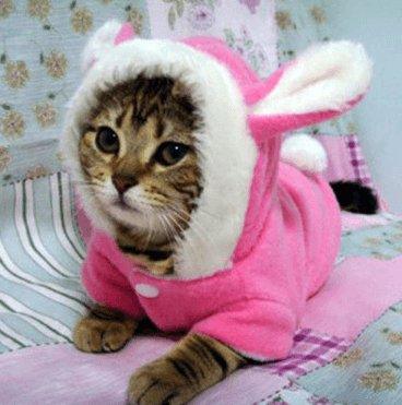 Cozy Bunny Cat Hoodie - Warm And Adorable Pet Cat Clothes - Dog Hugs Cat