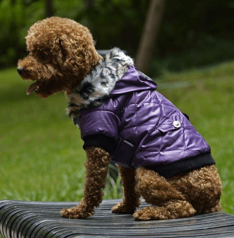 Cozy Canine Couture: Stylish Autumn And Winter Fur Collar Dog Coat - Dog Hugs Cat