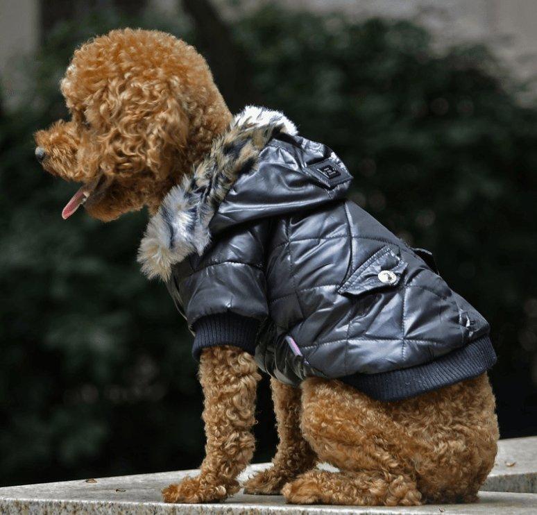 Cozy Canine Couture: Stylish Autumn And Winter Fur Collar Dog Coat - Dog Hugs Cat