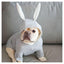 Cozy Canine Knitted Sweater With Bunny Ears - Dog Hugs Cat