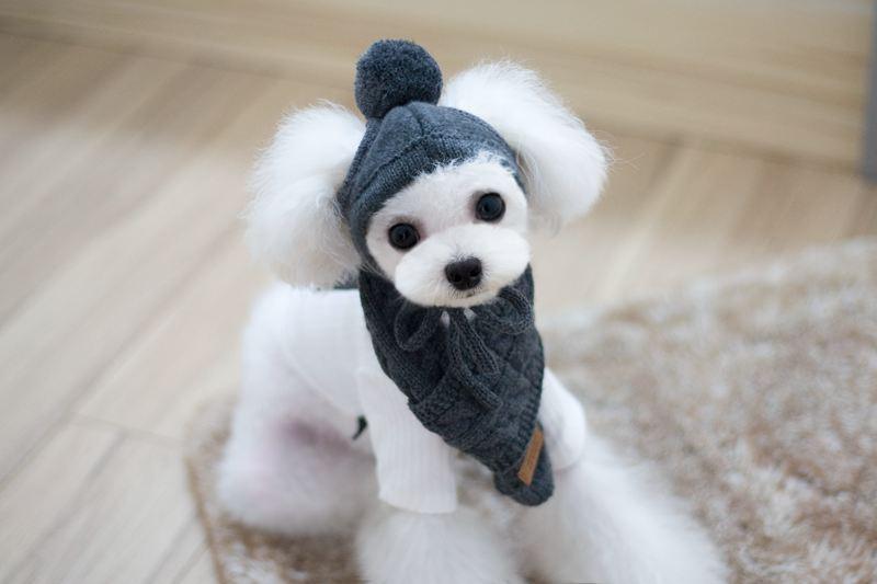 Cozy Canine Winter Ensemble: Dog Hat, Bib, Suit, And Scarf Set - Dog Hugs Cat