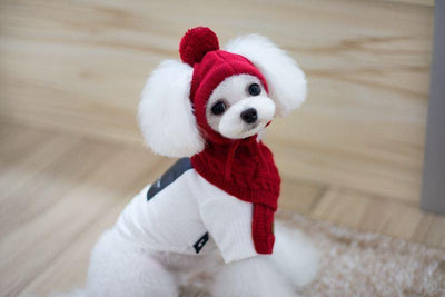 Cozy Canine Winter Ensemble: Dog Hat, Bib, Suit, And Scarf Set - Dog Hugs Cat