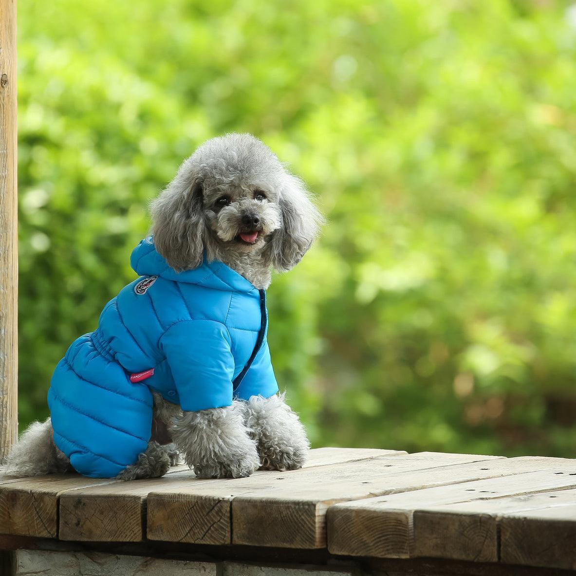 Cozy Canine Winter Jacket - Dog Hugs Cat